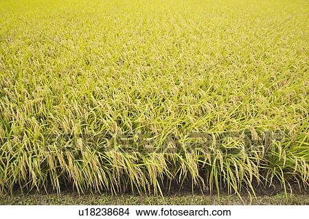 Picture - Rice Paddy. Fotosearch