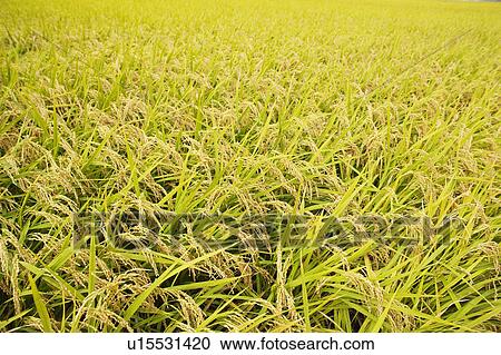 Rice Paddy View Large Photo Image Stock Image - Rice Paddy. Fotosearch