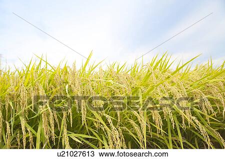 Stock Image - Rice Paddy. Fotosearch
