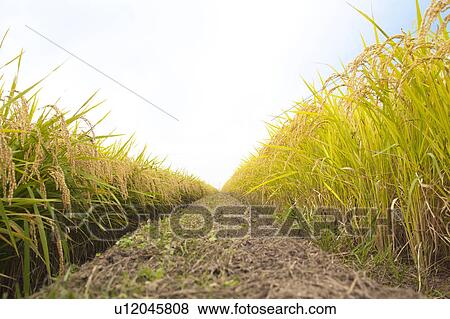 Rice Paddy View Large Photo Image Stock Photo - Rice Paddy. Fotosearch