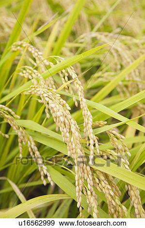 Stock Photo - Rice Paddy. Fotosearch