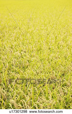 Stock Photo - Rice Paddy. Fotosearch