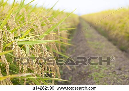 Rice Paddy View Large Photo Image Stock Photograph - Rice Paddy. Fotosearch