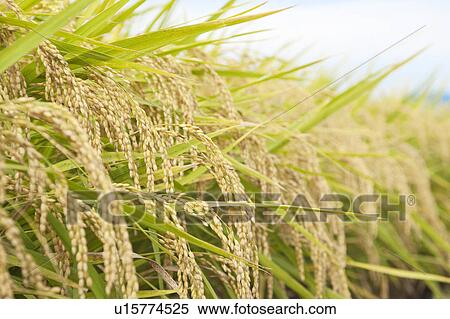 Rice Paddy View Large Photo Image Stock Photography - Rice Paddy. Fotosearch