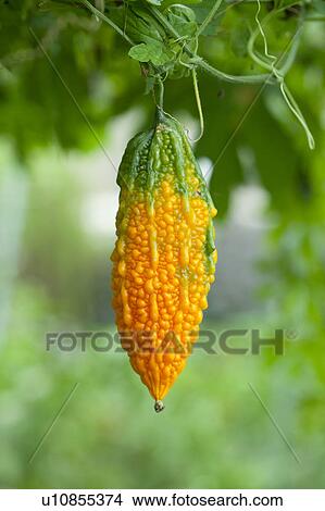 Ripe Bitter Gourd View Large Photo Image Picture - Ripe Bitter Gourd. Fotosearch