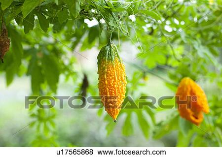Stock Photo - Ripe Bitter Gourd. Fotosearch