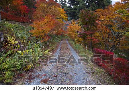 Stock Photo - Road in autumn, Okayama Prefecture, Honshu, Japan. Fotosearch