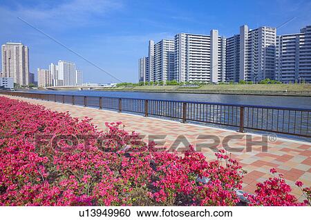 Satsuki azalea Flowers Blooming at Sumida River Bank View Large Photo Image Stock Image - Satsuki azalea Flowers Blooming at Sumida River Bank. Fotosearch