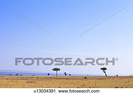 Savannah and Blue Sky View Large Photo Image Stock Image - Savannah and Blue Sky. Fotosearch