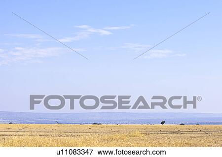Savannah and Blue Sky View Large Photo Image Stock Photo - Savannah and Blue Sky. Fotosearch