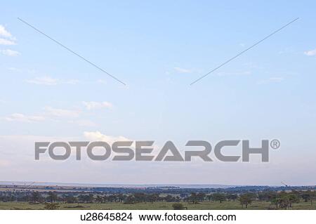 Picture - Savannah. Fotosearch