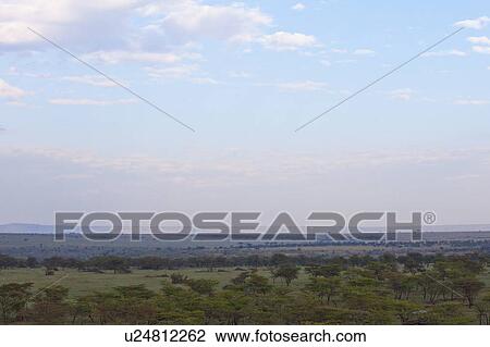 Savannah View Large Photo Image Stock Image - Savannah. Fotosearch