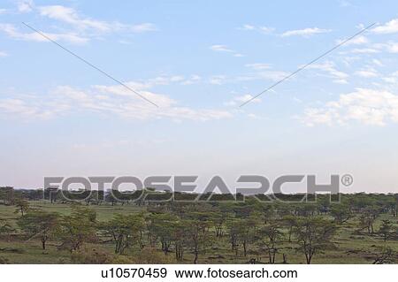 Stock Photo - Savannah. Fotosearch