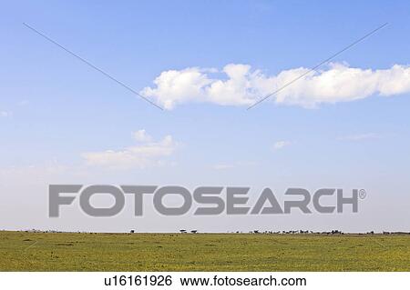 Stock Photograph - Savannah. Fotosearch