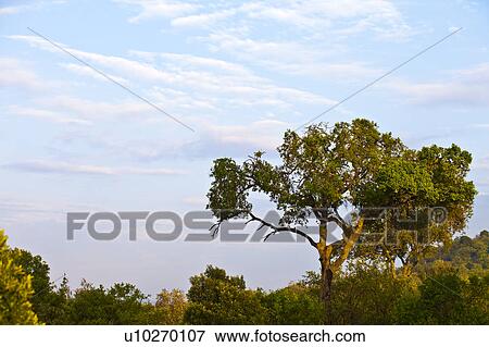 Stock Photo - Savannah Trees. Fotosearch