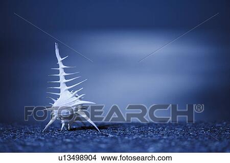 Picture - Seashell at night on beach . Fotosearch