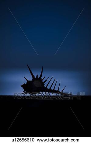 Stock Image - Seashell at night on beach . Fotosearch