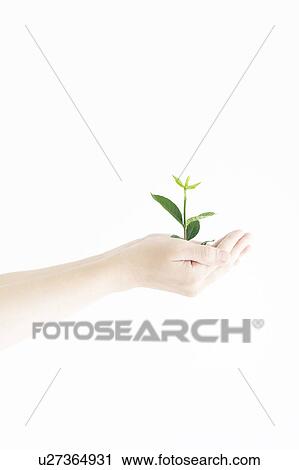 Seedling in Woman's Hands View Large Photo Image Stock Image - Seedling in Woman's Hands. Fotosearch