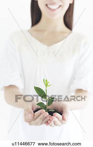 Seedling in Woman's Hands View Large Photo Image Stock Photo - Seedling in Woman's Hands. Fotosearch