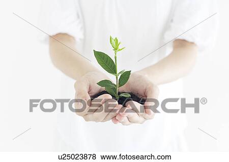 Seedling in Woman's Hands View Large Photo Image Stock Photo - Seedling in Woman's Hands. Fotosearch