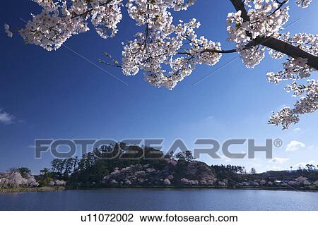Stock Image - Seishi Park, Akita Prefecture, Honshu, Japan. Fotosearch