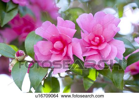 Semi-double Camellia (Camellia sasanqua) View Large Photo Image Picture - Semi-double Camellia (Camellia sasanqua). Fotosearch