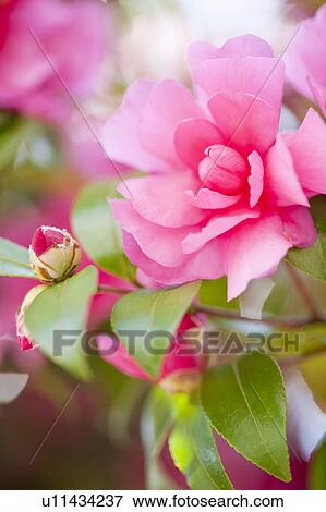 Semi-double Camellia (Camellia sasanqua) View Large Photo Image Stock Photo - Semi-double Camellia (Camellia sasanqua). Fotosearch