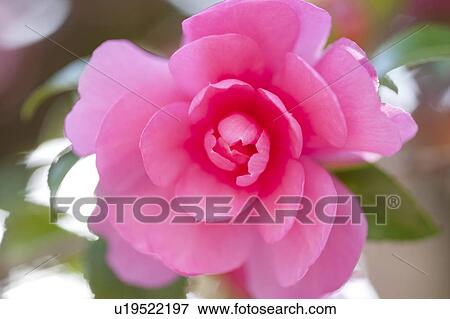 Stock Photo - Semi-double Camellia (Camellia sasanqua). Fotosearch