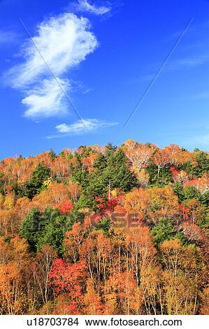Shiga Highland in Autumn View Large Photo Image Picture - Shiga Highland in Autumn. Fotosearch