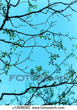 Stock Image - Silhouette of Tree branch and leaves, Tokyo, Honshu, Japan. Fotosearch