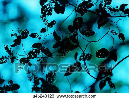 Stock Image - Silhouette of Tree branch and leaves, Tokyo, Honshu, Japan. Fotosearch