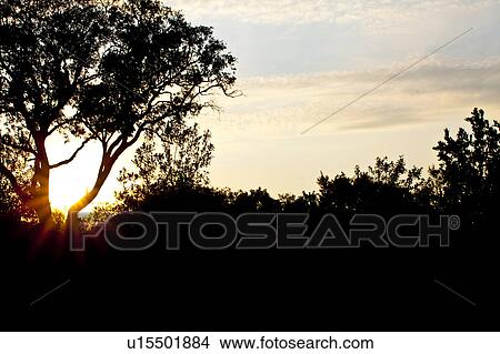 Picture - Silhouetted Trees at Dawn. Fotosearch