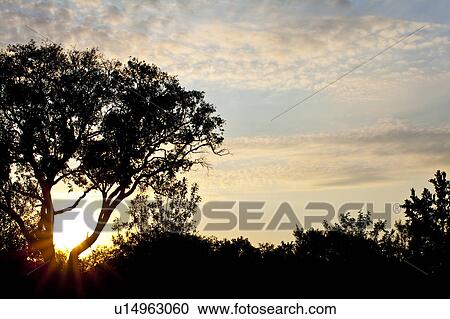 Stock Image - Silhouetted Trees at Dawn. Fotosearch