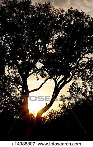 Silhouetted Trees at Dawn View Large Photo Image Stock Photo - Silhouetted Trees at Dawn. Fotosearch