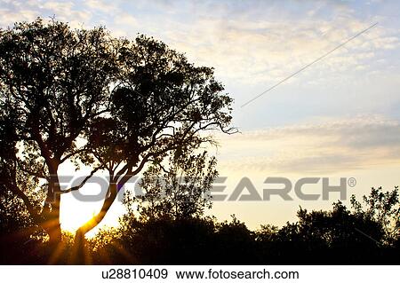 Stock Photo - Silhouetted Trees at Dawn. Fotosearch