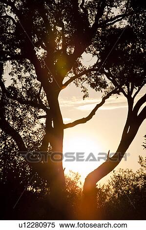Stock Photography - Silhouetted Trees at Dawn. Fotosearch