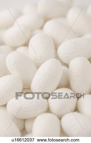 Stock Photo - Silkworm Cocoon. Fotosearch