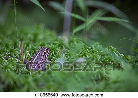 Single Frog on Moss View Large Photo Image Stock Image - Single Frog on Moss. Fotosearch