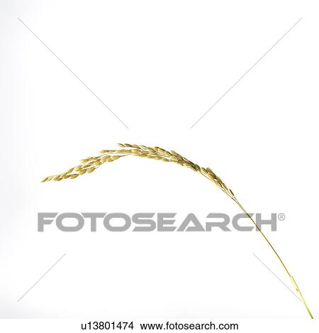 Single Rice Stem View Large Photo Image Picture - Single Rice Stem. Fotosearch