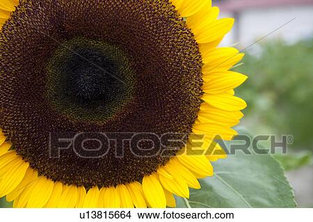 Single Sunflower View Large Photo Image Picture - Single Sunflower. Fotosearch