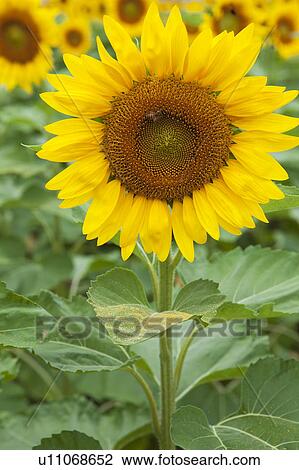Stock Image - Single Sunflower. Fotosearch