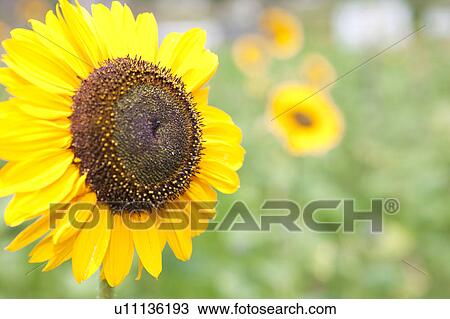 Stock Image - Single Sunflower. Fotosearch