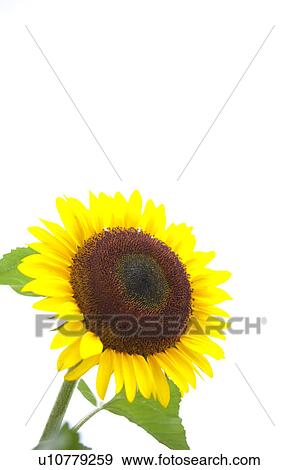 Single Sunflower View Large Photo Image Stock Photo - Single Sunflower. Fotosearch