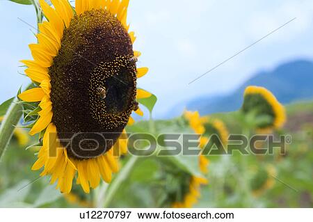 Single Sunflower View Large Photo Image Stock Photo - Single Sunflower. Fotosearch