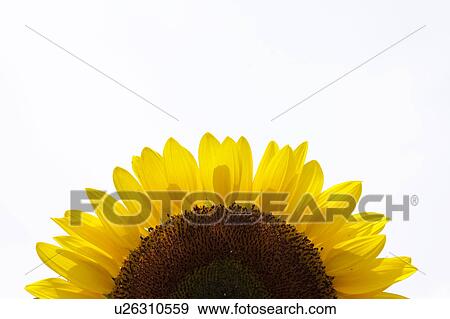 Stock Photo - Single Sunflower. Fotosearch