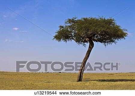 Picture - Single Tree in Savannah. Fotosearch