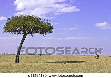 Stock Image - Single Tree in Savannah. Fotosearch