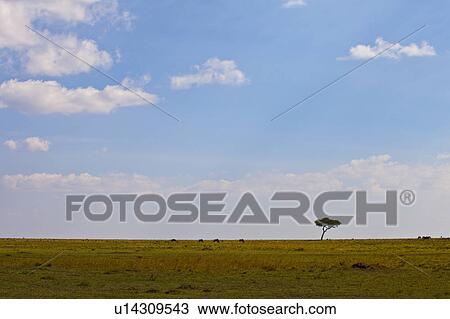 Stock Image - Single Tree in Savannah. Fotosearch