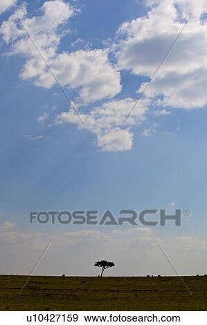 Stock Photo - Single Tree in Savannah. Fotosearch