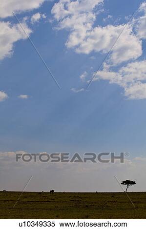 Stock Photography - Single Tree in Savannah. Fotosearch